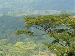 Gola Forest, Sierra Leone.