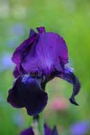 Iris barbata 'Sable' by Howard Rice