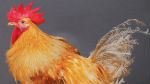 Genetically modified chicken. Credit: Norrie Russell, The Roslin Institute, University of Edinburgh
